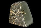 Polished Ammonites (Promicroceras) - Marston Magna Marble #131997-2